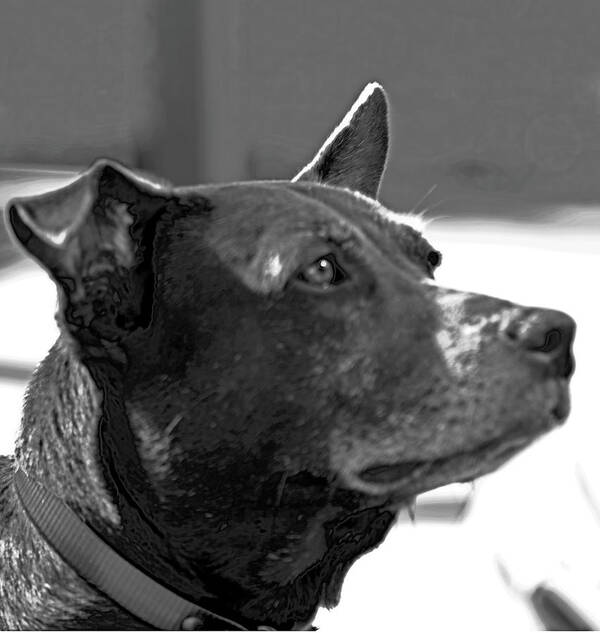 Chocolate Lab Art Print featuring the photograph Please? by Gina O'Brien