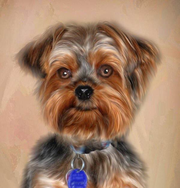 Presley The Yorkie Art Print featuring the photograph Presley by Mary Timman