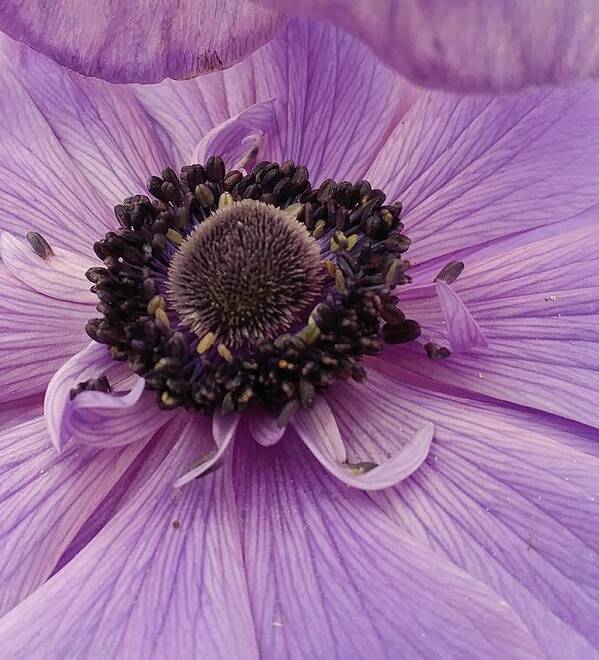 Flower Art Print featuring the photograph Purple Explosion by Kathy Barney