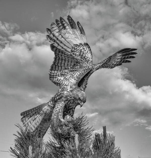 Hawk Art Print featuring the photograph Red tailed Hawk Wings BW by Rick Mosher