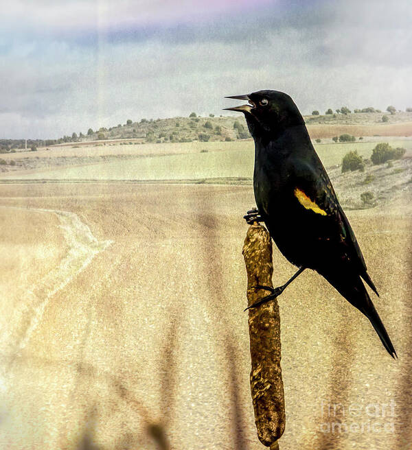 Birds Art Print featuring the photograph Red-Winged blackbird by Sal Ahmed