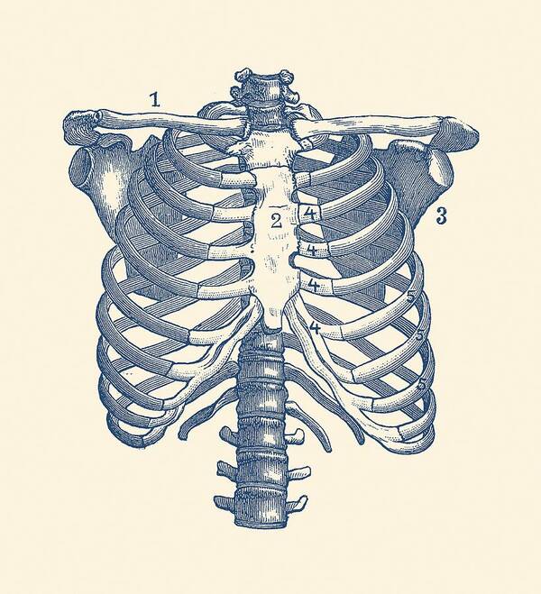 Rib Cage Art Print featuring the drawing Shoulder and Rib Cage Diagram - Vintage Anatomy Poster by Vintage Anatomy Prints