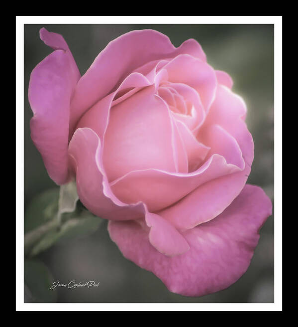Pink Rose Art Print featuring the photograph Single Stem Pink Rose by Joann Copeland-Paul