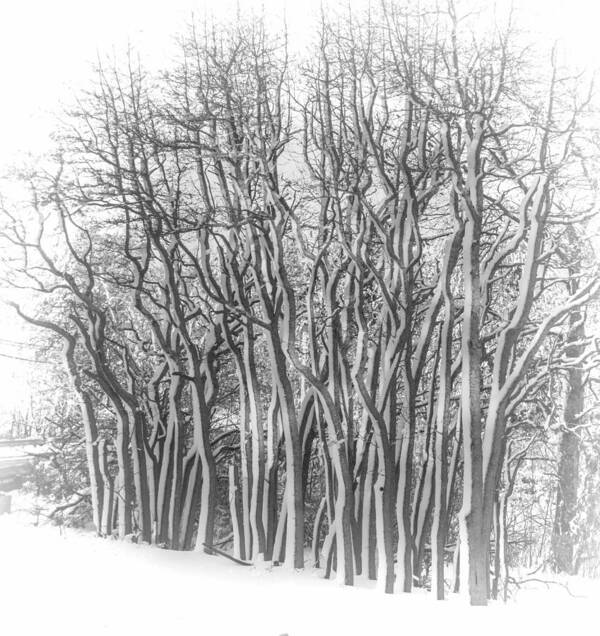 Trees Art Print featuring the photograph Snowy Wood by Cathy Kovarik