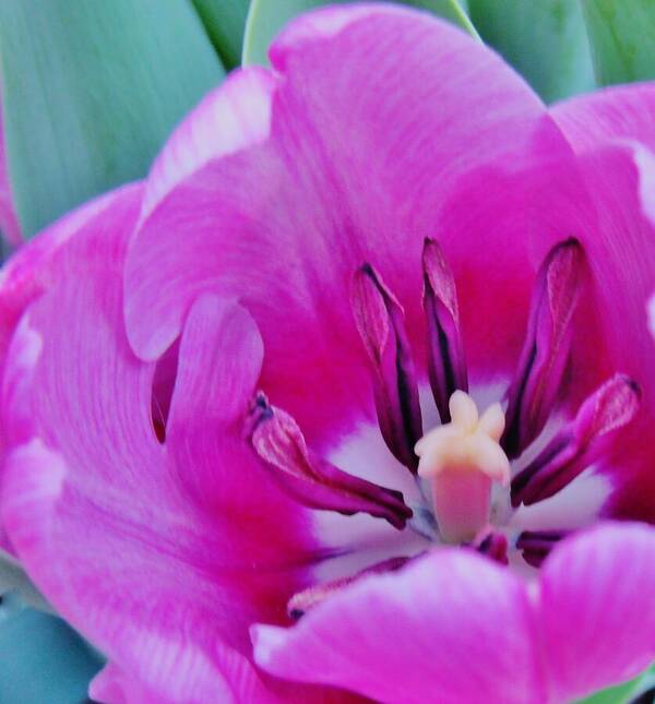 Violet Tulip Art Print featuring the photograph Spring Celebration by Sharon Ackley