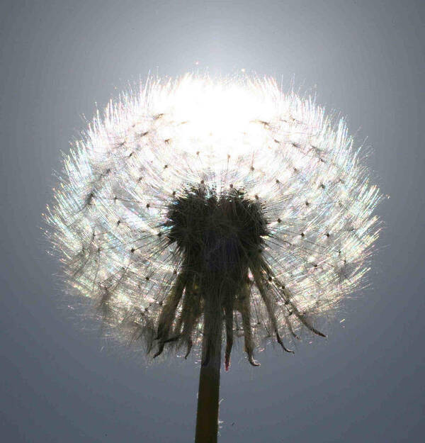 Wildflowers Art Print featuring the photograph Sun behind dandelion by Matt Cormons