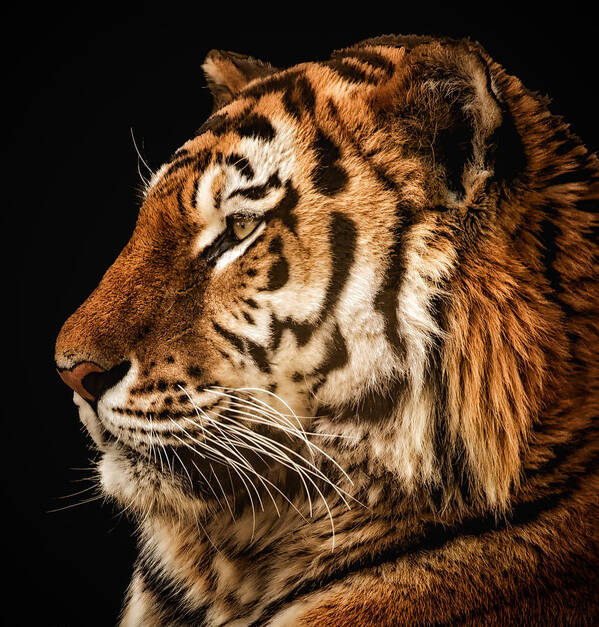 Tiger Art Print featuring the photograph Sunset Tiger by Chris Boulton