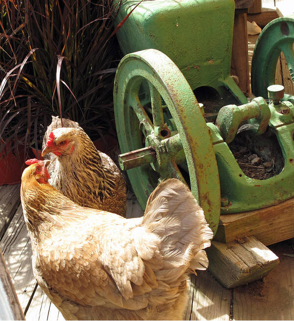 Chickens Art Print featuring the photograph The Discussion by Barbara McDevitt