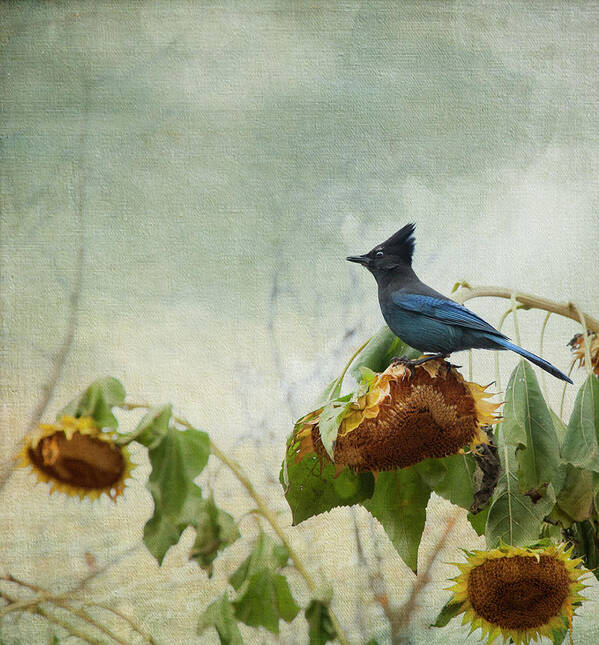Bird Art Print featuring the photograph The Gleaner by Theresa Tahara