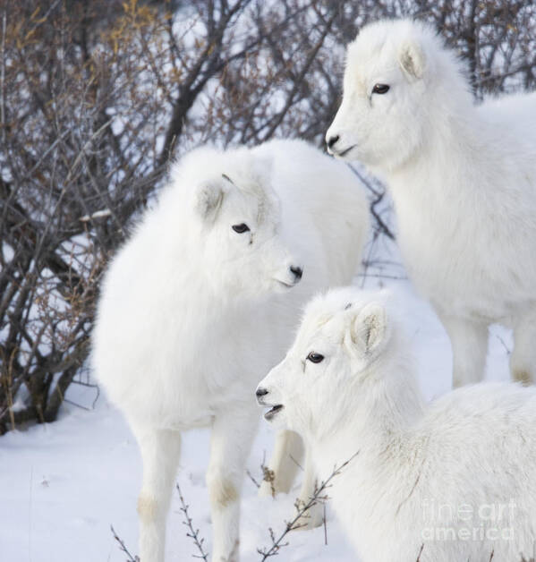 Dall Art Print featuring the photograph Trio of Lambs by Tim Grams