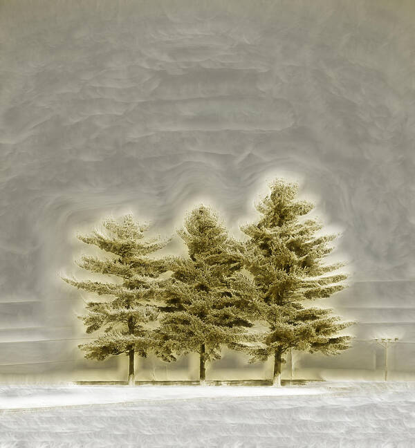 Trees Art Print featuring the photograph We Three Trees by Bill and Linda Tiepelman