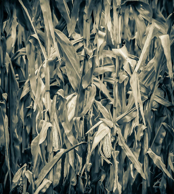 Corn Art Print featuring the photograph 2018 Corn by Troy Stapek
