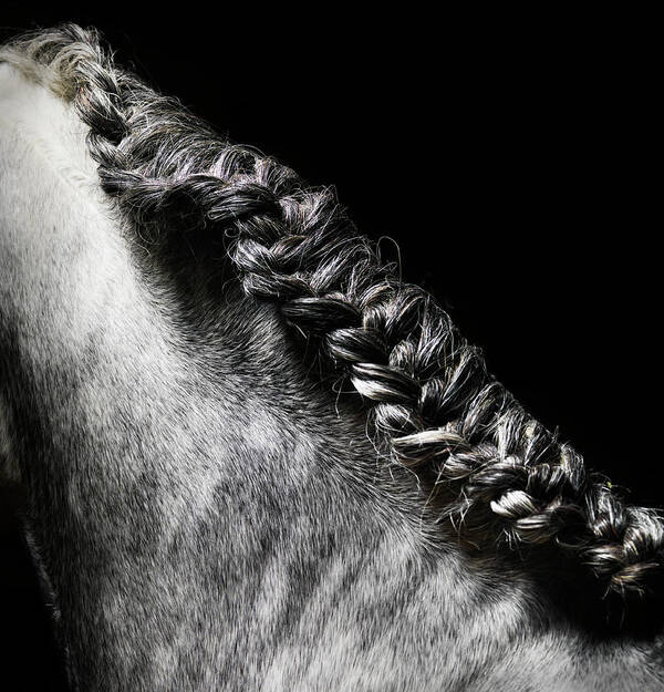 Horse Art Print featuring the photograph Braided Mane Of Grey Horse by Henrik Sorensen