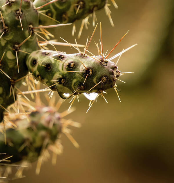 Outdoors Art Print featuring the photograph Cactus detail by Silvia Marcoschamer
