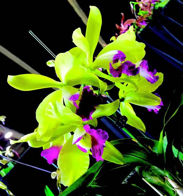  #flowersofaloha #flowers # Flowerpower #aloha #hawaii #aloha #puna #pahoa #thebigisland #greenpurpleorchidaloha #green#purple #orchid Art Print featuring the photograph Green Purple Orchid Aloha by Joalene Young