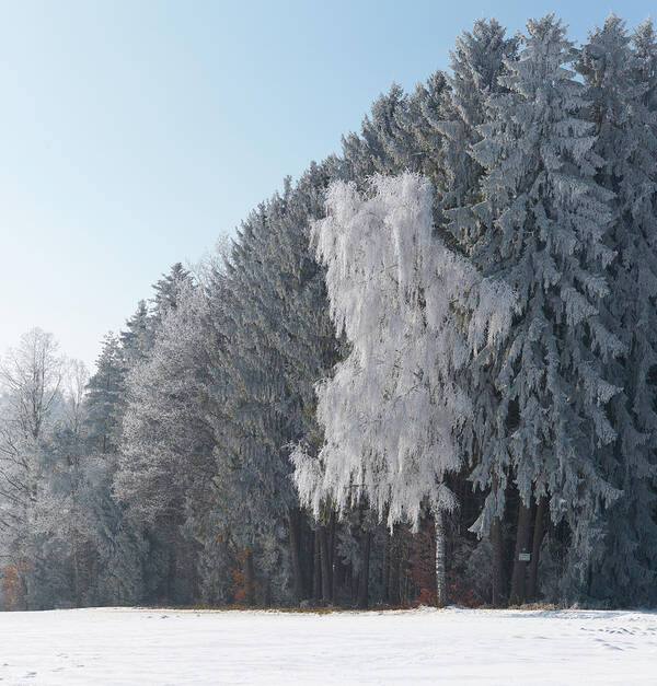 Tranquility Art Print featuring the photograph Hoar Frost, Mariazell by Carsten Ranke Photography