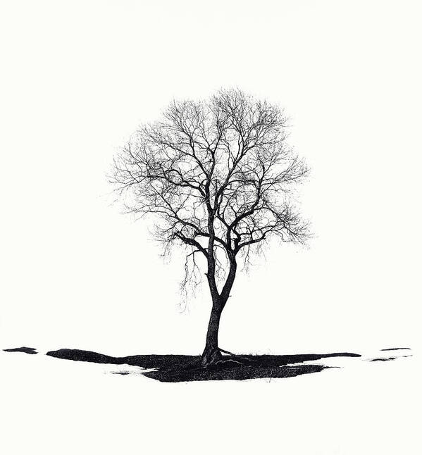 Tree Art Print featuring the photograph Lonely by Dmitry.d