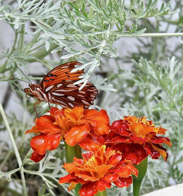 Marigold Butterfly Art Print featuring the photograph Marigold Butterfly by Kathy Ozzard Chism