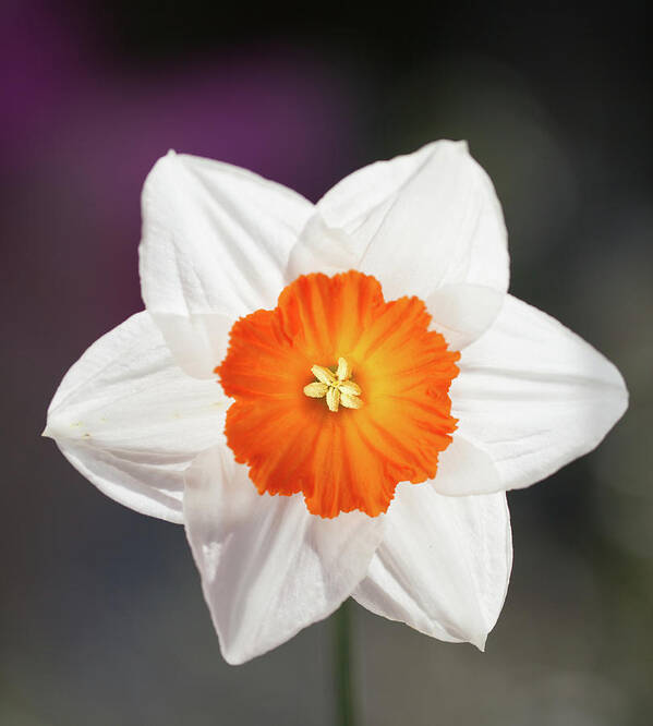 Scenics Art Print featuring the photograph Narcissus Flower by Peter Chadwick Lrps