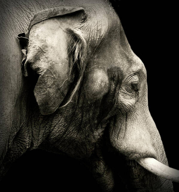 Elephant Art Print featuring the photograph Portrait by Jeffrey Hummel