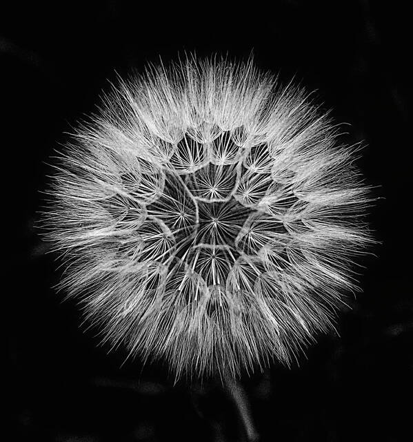 Salsify Art Print featuring the photograph Salsify Wildflower by Lowell Monke