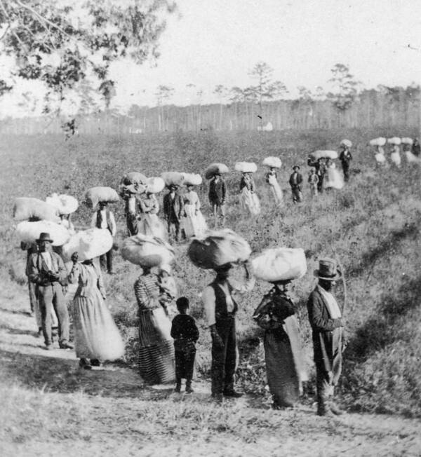 1860-1869 Art Print featuring the photograph Slaves In The Cotton Fields by Fotosearch