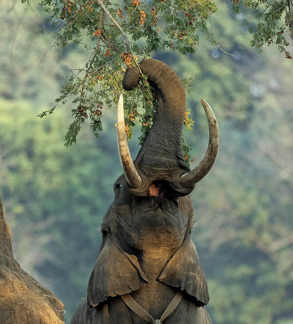 Nature Art Print featuring the photograph The Branch And The Elephant by Giuseppe Damico
