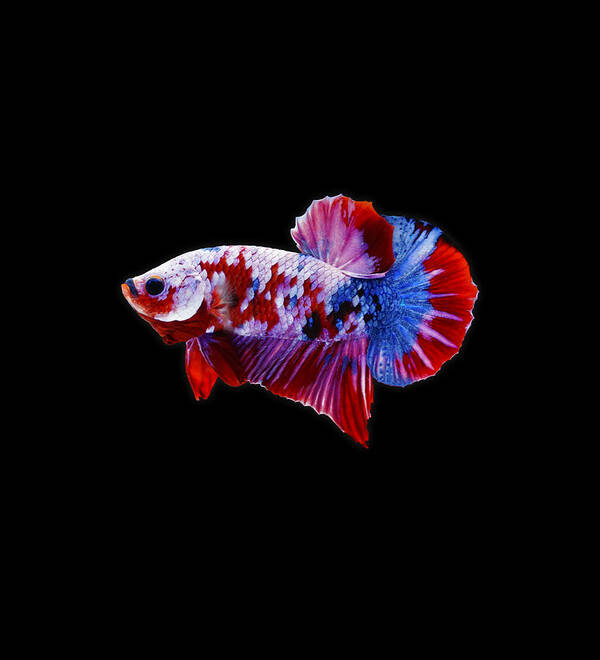 Betta Art Print featuring the photograph Galaxy Koi Betta Fish #2 by Sambel Pedes