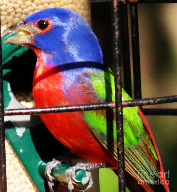 Painted Bunting Art Print featuring the photograph A Male Painted Bunting feeding at the Celery Fields by Steven Spak