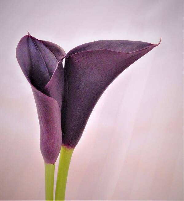 - Calla Lilies Art Print featuring the photograph - Calla Lilies by THERESA Nye