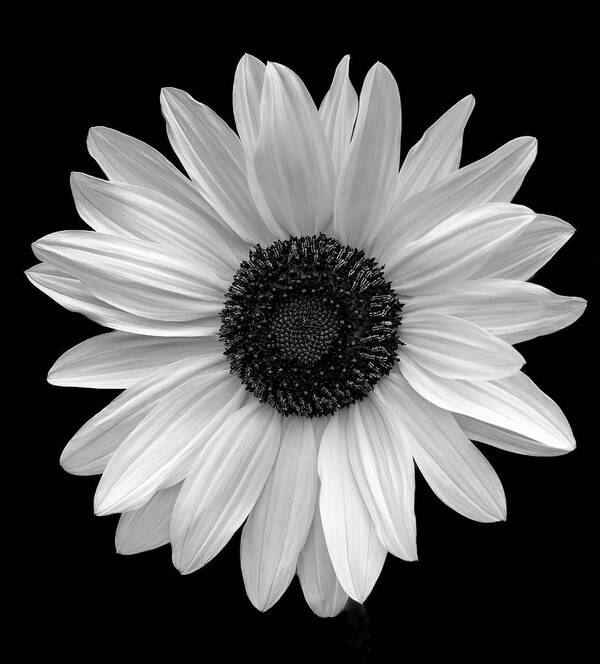 Flower Art Print featuring the photograph Gerbera Daisy in Black and White by Julie Palencia