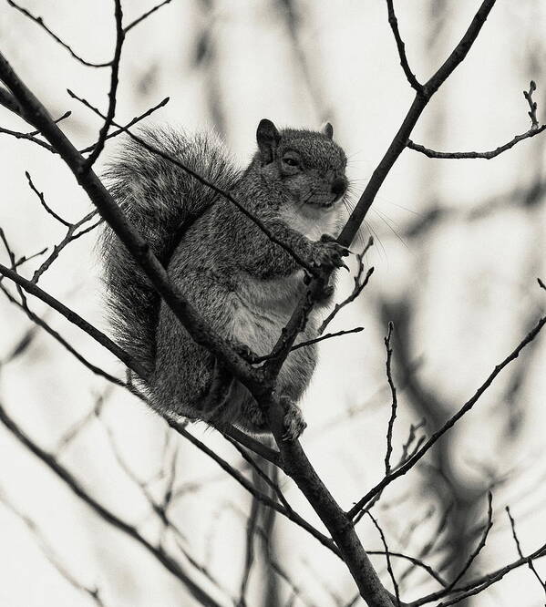 Squirrel Art Print featuring the photograph Grey Squirrel Monochrome by Jeff Townsend