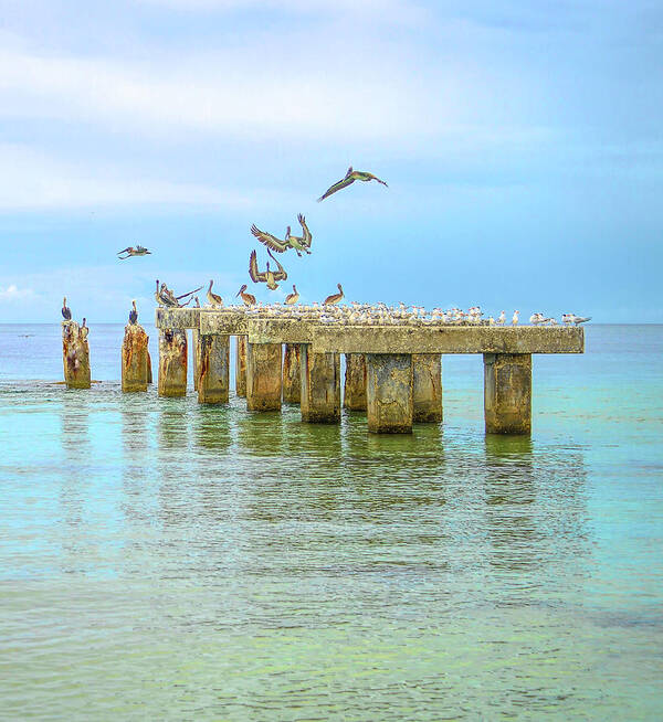 Florida Art Print featuring the photograph its a Florida vacation by Alison Belsan Horton