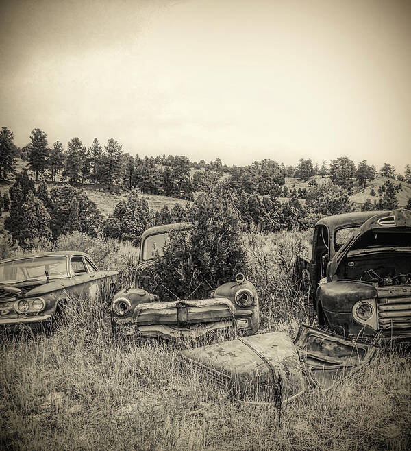 Junked Trucks Art Print featuring the photograph Junked Pickups Pine trees by Cathy Anderson