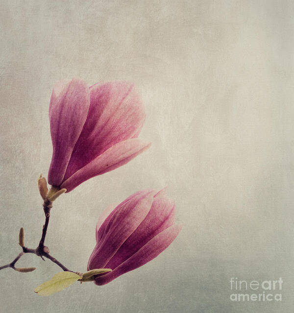 Magnolia Art Print featuring the photograph Magnolia flower on art texture by Jelena Jovanovic