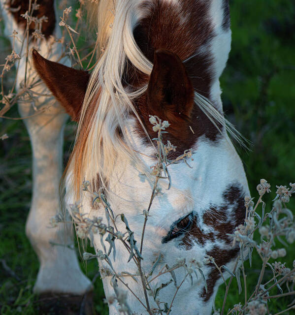 Horse Art Print featuring the photograph Paint Horse Grazing In The Evening by Phil And Karen Rispin