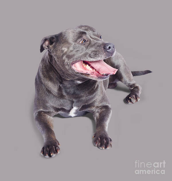 Staffordshire Art Print featuring the photograph Pet Staffordshire Terrier dog by Jorgo Photography