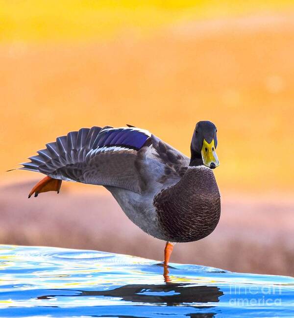 Duck Art Print featuring the digital art See what I can do by Tammy Keyes