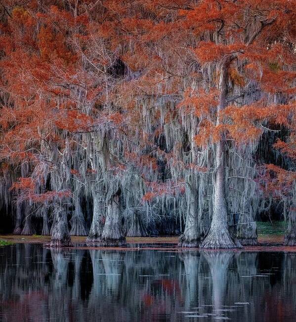 Caddo Art Print featuring the photograph Silver and Orange by David Downs