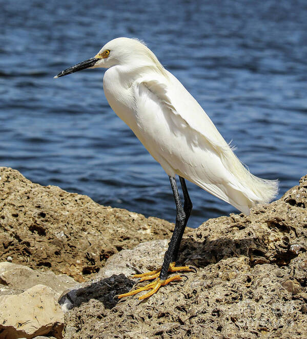 Snowy Egret Art Print featuring the photograph Snowy egret portrait by Joanne Carey