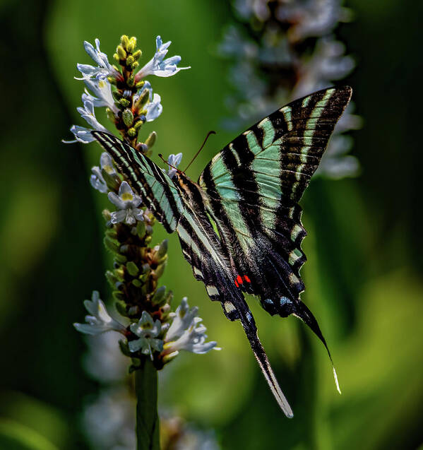 Bloom Art Print featuring the photograph Summer Zebra Swallowtail by Brian Shoemaker