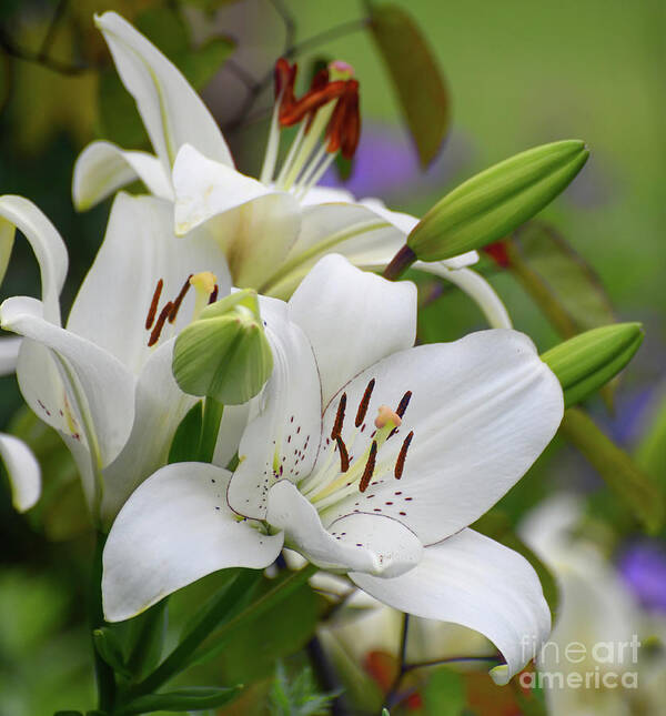 Lilies Art Print featuring the photograph The Beauty Of Lilies by Kerri Farley