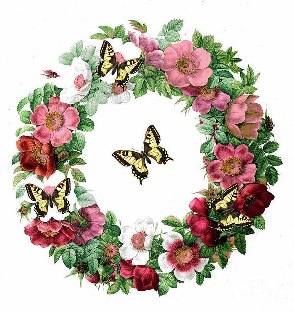 Pink Wreath Art Print featuring the painting Vintage Pink Wreath by Tina LeCour