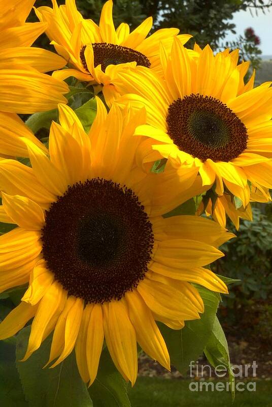 Nature Art Print featuring the photograph Sunflowers #2 by Arlene Carmel