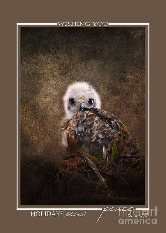 Bird Christmas Cards Art Print featuring the photograph Baby Hawk Wildlife Christmas Cards by Jai Johnson