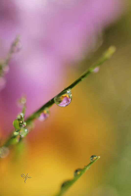 Close-up Art Print featuring the photograph Morning Dew by Arthur Fix