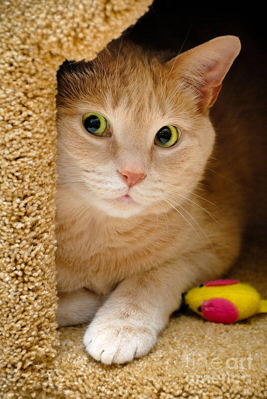 Alert Art Print featuring the photograph Orange Tabby Cat in Cat Condo by Amy Cicconi