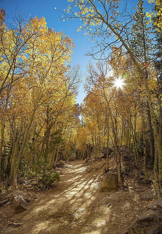 Aspen Art Print featuring the photograph Colorado Gold by Tim Stanley