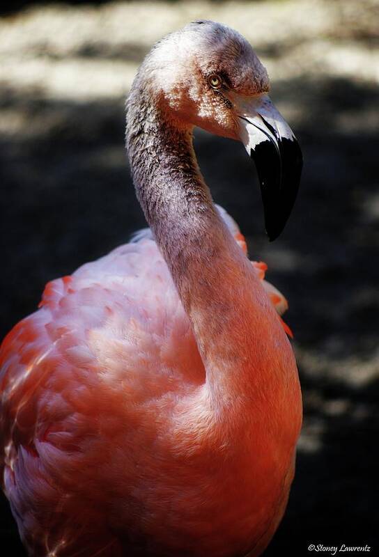 Flamingo Art Print featuring the photograph Gray Flamingo by Stoney Lawrentz