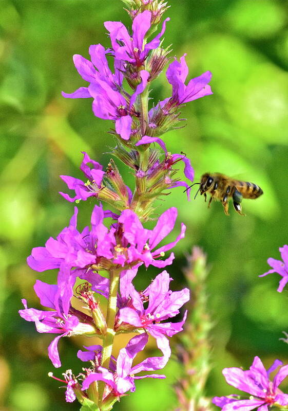 Wall Art Art Print featuring the photograph Honey Bee In Flight by Jeffrey PERKINS